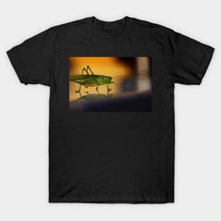 grasshopper, macro T-Shirt